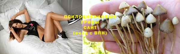 ПСИЛОЦИБИНОВЫЕ ГРИБЫ Горно-Алтайск
